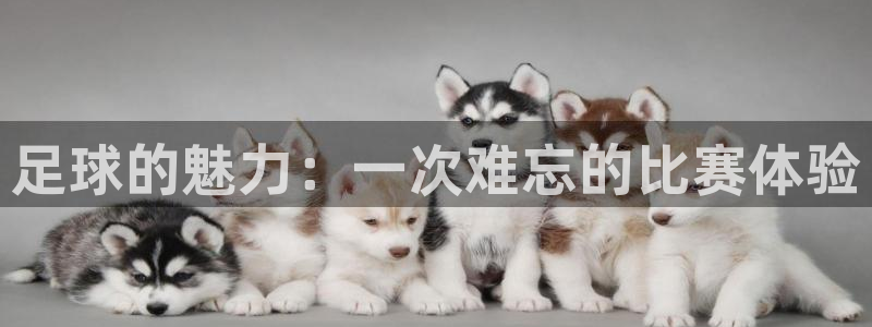 MK体育官方正版app科技：足球的魅力：一次难忘的比